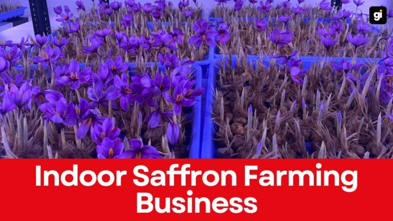 The Future of Saffron Farming Business: A Guide to Indoor Farming Success